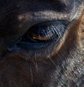 Silhouette closeup of thoroughbred Canadian rodeo barrel racing horses eye Royalty Free Stock Photo