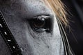 Horse Eye Closeup Royalty Free Stock Photo