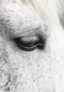 Horse eye detail Royalty Free Stock Photo