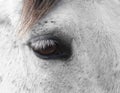 Horse eye detail Royalty Free Stock Photo