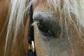 Horse eye detail Royalty Free Stock Photo