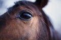 Horse Eye Detail Royalty Free Stock Photo