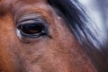 Horse Eye Detail Royalty Free Stock Photo