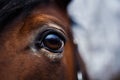 Horse Eye Detail Royalty Free Stock Photo