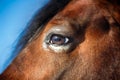 Horse Eye Detail Royalty Free Stock Photo