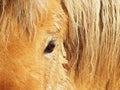 Horse eye, detail, close-up 1 Royalty Free Stock Photo