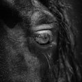 Horse eye Royalty Free Stock Photo