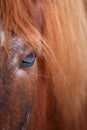 Horse eye detail Royalty Free Stock Photo