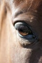 Horse eye detail Royalty Free Stock Photo