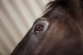 Horse Eye Detail Royalty Free Stock Photo