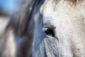 Horse eye detail Royalty Free Stock Photo