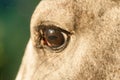 Horse Eye in the Evening Light Royalty Free Stock Photo