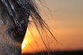 A horse eye in front of a sunset Royalty Free Stock Photo