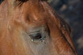 Horse eye full of flies Royalty Free Stock Photo