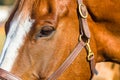 Horse Eye Head Royalty Free Stock Photo