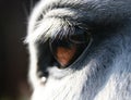 Horse eye macro Royalty Free Stock Photo