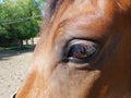 Horse eye, part of the head of a brown horse close up Royalty Free Stock Photo