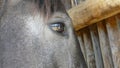 Horse Eye