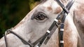 Horse eye staring at camera from side profile at Kenilworth Racecourse in Cape Town South Africa. Royalty Free Stock Photo