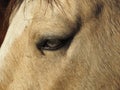 Horse eye tells a story Royalty Free Stock Photo