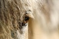 Horse eyes Royalty Free Stock Photo