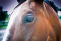 Horse eyes. Royalty Free Stock Photo