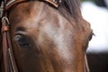 Horse eyes close up, Horse with western bridle Royalty Free Stock Photo
