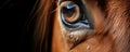 Horse Eyes A Window to the Soul A photo of a horses eyes taken from an extreme close up showing the beauty and intelligence of the Royalty Free Stock Photo