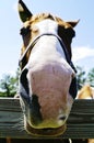 Horse Face Royalty Free Stock Photo