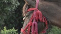 Horse face close-up