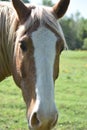 Horse Face Close Up