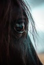 Horse face closeup. Black brown horse& x27;s eye, long eyelashes, hair. Farm animal. Royalty Free Stock Photo