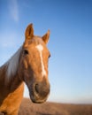 Horse face closeup Royalty Free Stock Photo