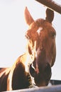 Horse face with flies around flies close up