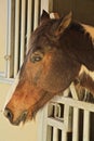 Horse face profile Royalty Free Stock Photo