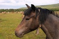 horse face side view in center of photograph on background of pasture and herd of horses