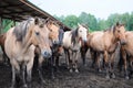 Horse factory farm Royalty Free Stock Photo