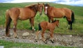 Horse family