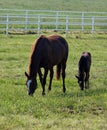 Horse Family Royalty Free Stock Photo