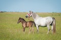 Horse Family Royalty Free Stock Photo