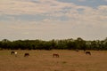 Horse family grazing in the field Royalty Free Stock Photo