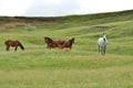 Horse family grazing #1 Royalty Free Stock Photo