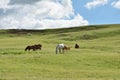 Horse family grazing #2
