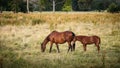 Horse family grazing grass on pasture Royalty Free Stock Photo