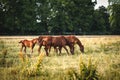 Horse family grazing grass on pasture Royalty Free Stock Photo