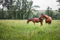 Horse family on pasture in rain Royalty Free Stock Photo