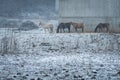 Horse family in a snowy and foggy day Royalty Free Stock Photo