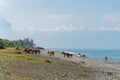 Horse family in a Sunny summer day came to drink water at the seaside