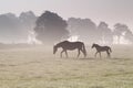 Horse family walk on misty pasture Royalty Free Stock Photo