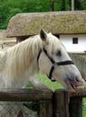 Horse on the farm